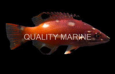 Redfin Hogfish :: 21530