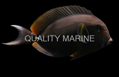 White-Spine Surgeon Tang, Adult :: 27652