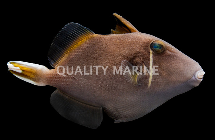 Halfmoon Triggerfish :: 32031