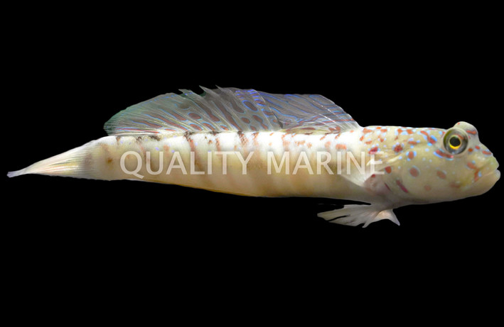 Pink Speckled Shrimp Goby :: 18571