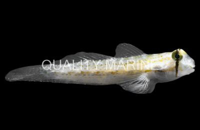 Eyebar Sand-Sifting Goldspot Goby :: 18669