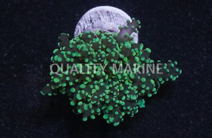 Octopus Branch  Neon Green :: 62469