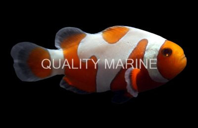 DaVinci Ocellaris Clownfish, Tangerine Grade A :: 62101