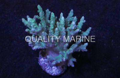 Spaghetti Leather Green, Nano :: 51570