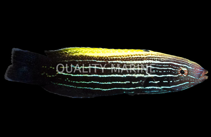 Comet Wrasse, Male :: 33617