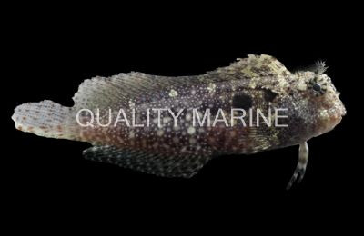 Seram Sailfin Blenny :: 12614