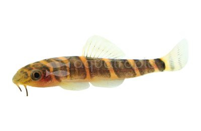 Fire-eyed Loach :: 43120