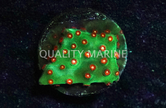 Jingle Bells Cyphastrea :: 62489