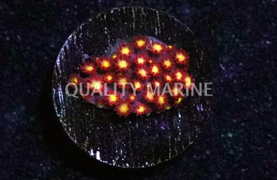 Raspberry Limeade Goni :: 62497