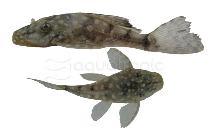Pusarum Plecostomus :: 92803
