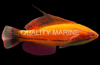 McCosker's Flasher Wrasse, Male cf African :: 20986