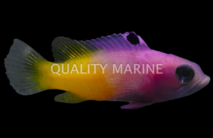 Brazilian Gramma Basslet :: 11538