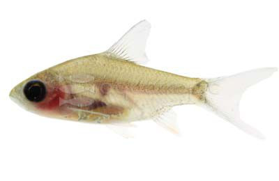 Tinfoil Panda Barb :: 08061