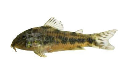 Aspidoras rochai :: 92178