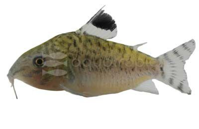 Reticulated :: 64382