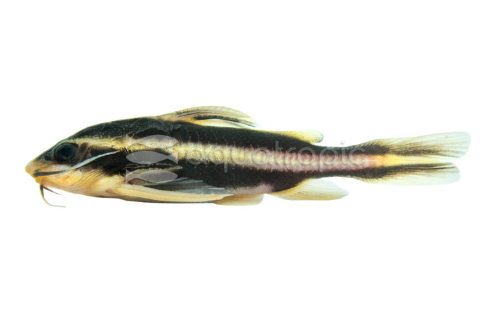 Striped Raphael Catfish :: 17307
