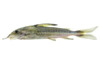 Turushuqui Ornatus :: 17328