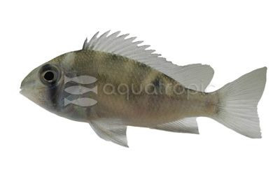 Eartheater Greenstreaked :: 18406