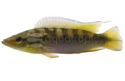 Pike Menezesi :: 57249