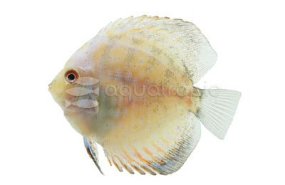 White Pigeon Blood Discus :: 24075