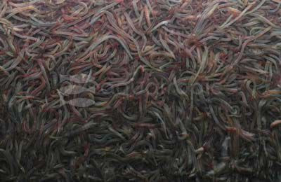 Black/Red Worms :: 66500