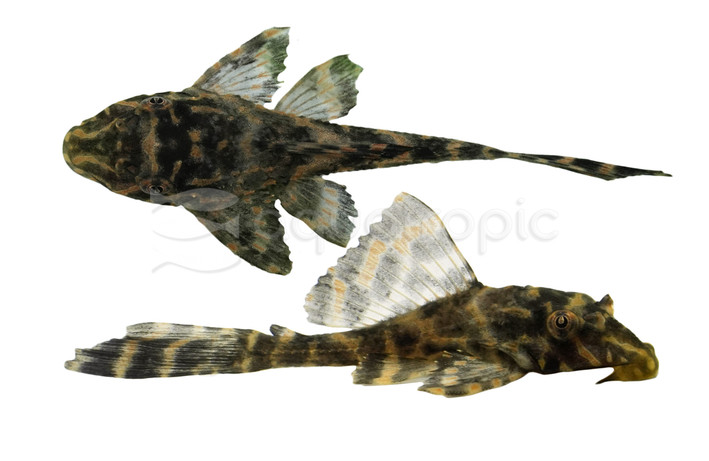 Parnaibae Plecostomus :: 58103