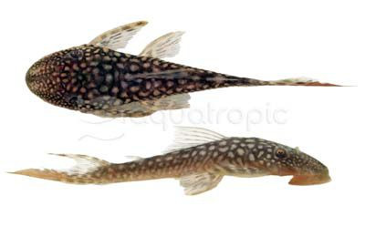 Red Eye Lasiancistrus Plecostomus L-178 :: 58088