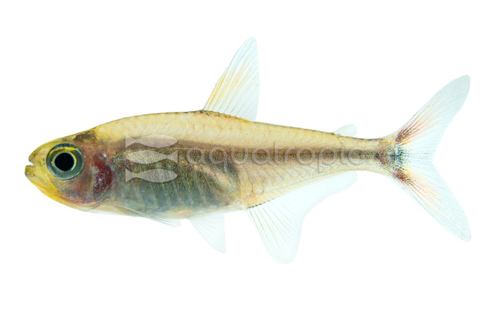Orange Peruvian Tetra :: 71082