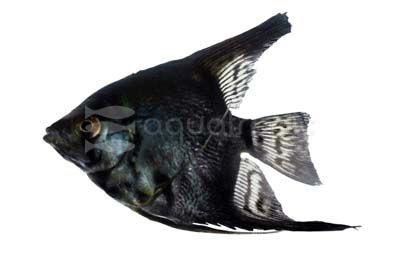 Avatar Turkish Green Angelfish :: 03039