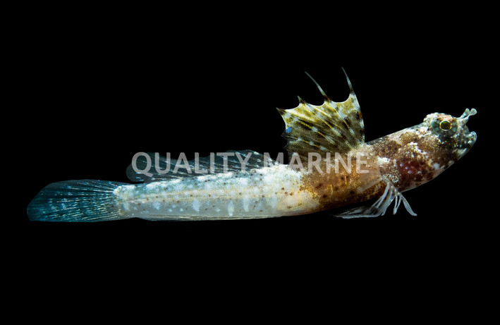 Scaleless Shrimpgoby :: 18693