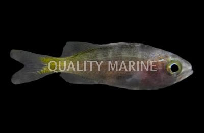 Caesar Grunt :: 19518