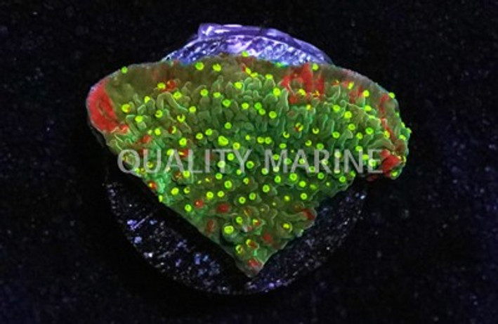 Cap, Green/Red w/Yellow polyps (Sunfire) :: 62479