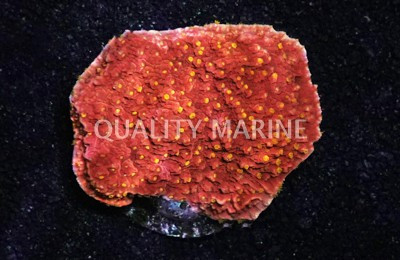 Cap, Orange w/ Orange polyps  (Starburst) :: 62478