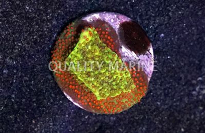 Encrusting, Green w/ Red Polyp (Reverse Sunset) :: 62465