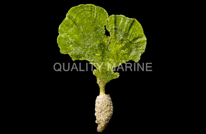 Mermaid's Fan Plant :: 60013