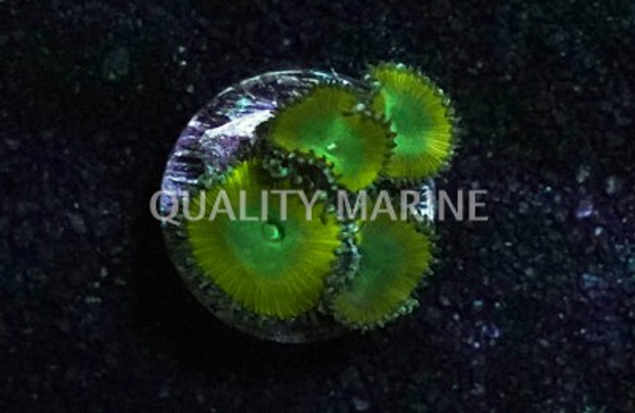 Paly, Lemon Twist :: 62484