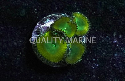 Paly, Lemon Twist :: 62484