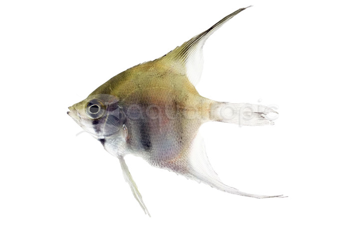 Red Shoulder Manacapuru Angelfish :: 03053