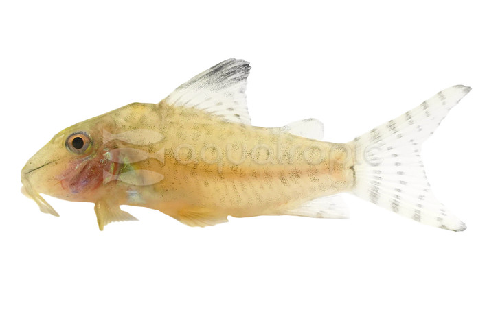 Blacktop Acutus :: 42033