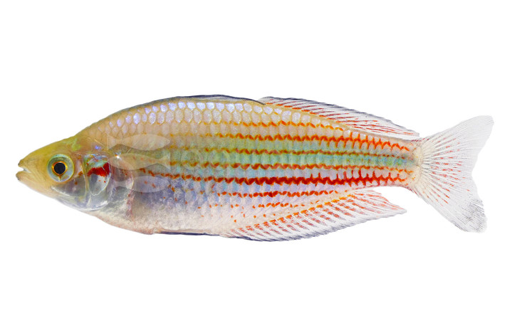 Red Dragon / Sepik Rainbowfish :: 53358