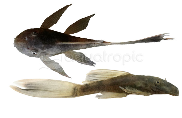 Long Fin Green Dragon Bushy Nose Plecostomus :: 58034