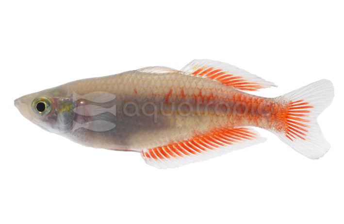 Parkinson's Rainbowfish :: 97149