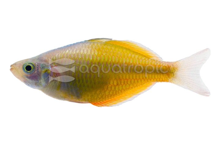 Yellow Rainbowfish :: 61037