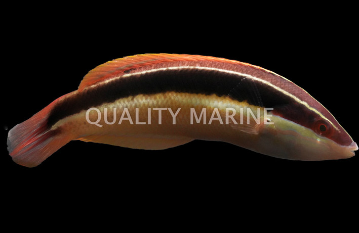Blackstripe Coris Wrasse :: 33875