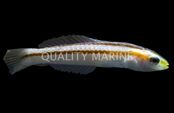 Shoulder Spot Wrasse, Juvenile :: 33795
