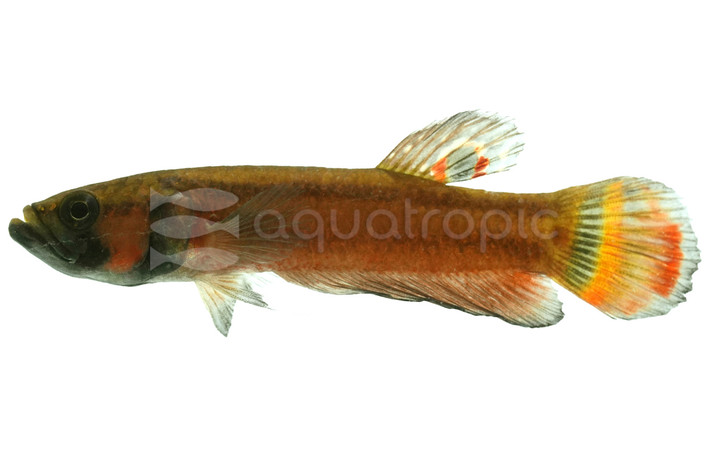 Macrostoma, Male :: 49125