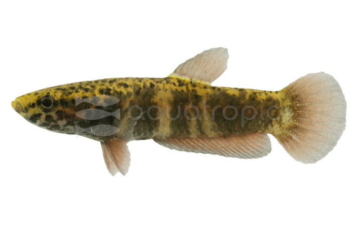 Albimarginata Betta, Female :: 70190