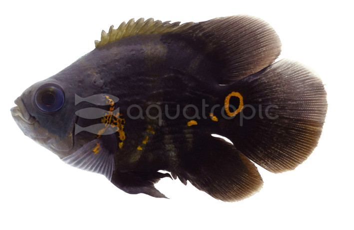 Oscar, Short Body :: 56460