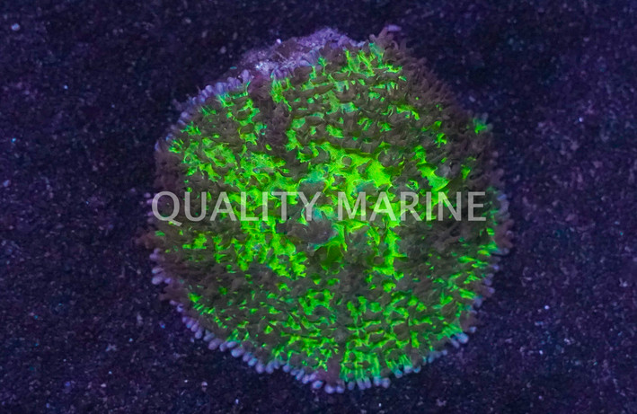 Mushroom  Hairy, Green :: 17197