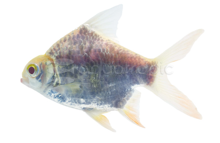 Tinfoil Golden Shortbody Barb :: 27589